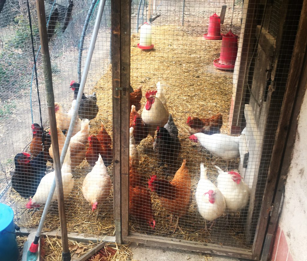 Perfect Days in Amara Valley - Hühner füttern