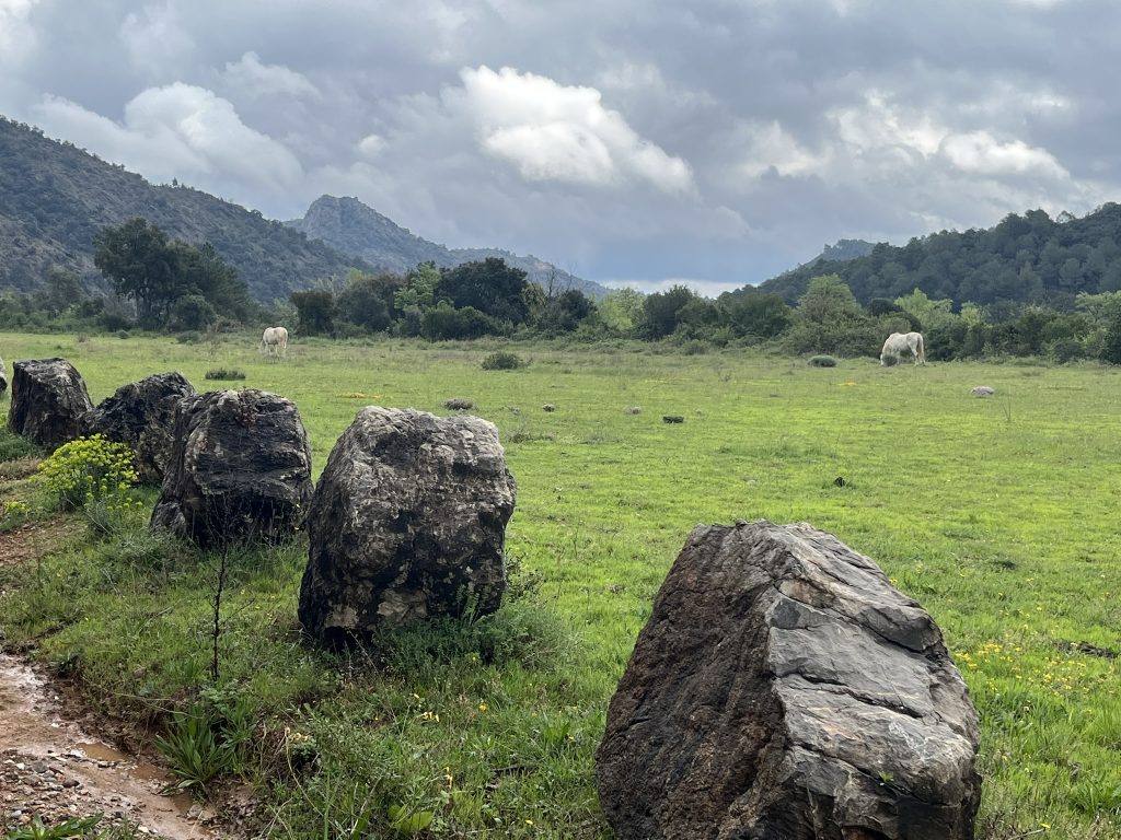 Pferde La Solana de la Riambau